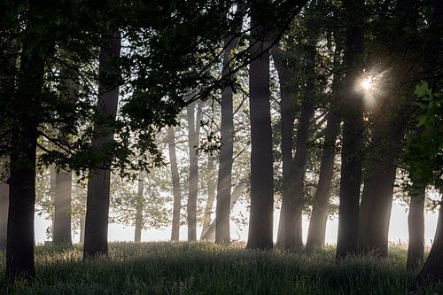 Die Ruhe eines Waldes in Nebel und aufgehender Sonne