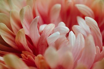 Makro Photo of a Dahlia Flower by Crystal Clear