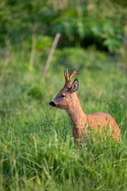 Reebok in den frühen Morgenstunden von Marjolijn Barten