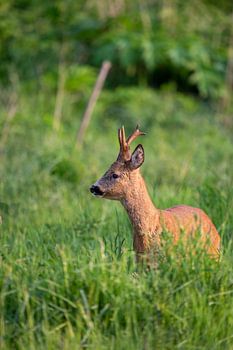 Reebok in de vroege ochtend