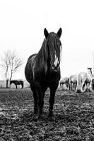 Schwarzes Tinkerpferd 2
