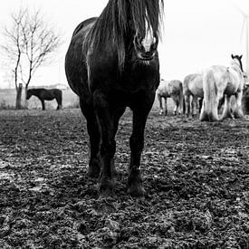 Zwart tinker paard 2 van Lina Heirwegh