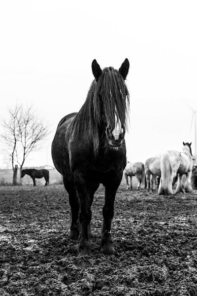 Schwarzes Tinkerpferd 2 von Lina Heirwegh