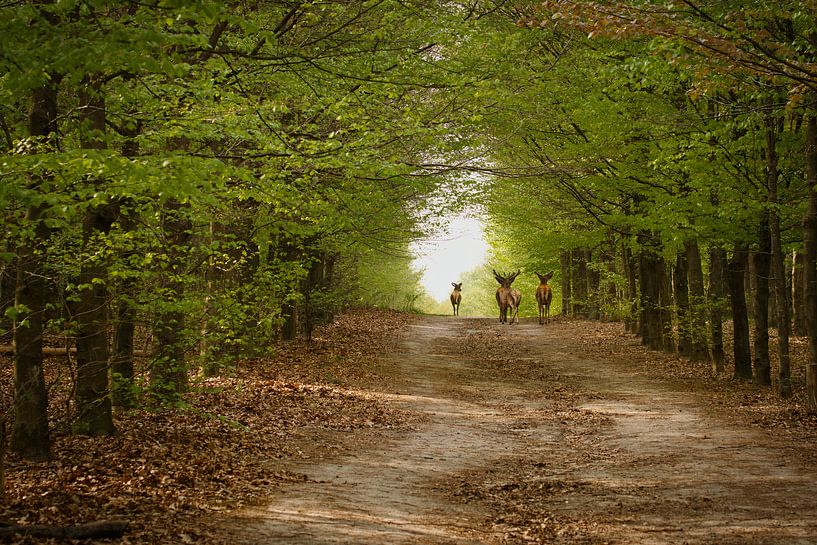 Cerf en mouvement, Veluwe par Sara in t Veld Fotografie