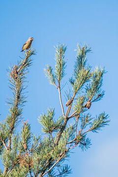 De grote kruisbek van Danny Slijfer Natuurfotografie