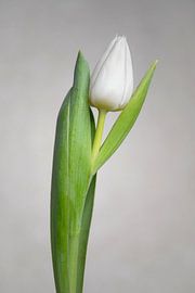 Weiße Tulpe  10 – Wachstum von Cindy Coenen Fine Art Photography