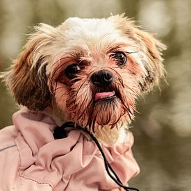 Buntes Shih Tzu Porträt im Winter von Kristof Leffelaer