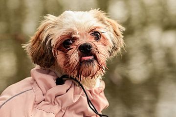 Buntes Shih Tzu Porträt im Winter von Kristof Leffelaer