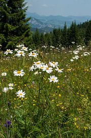 Karpaten Roemenië von Jaco Visser