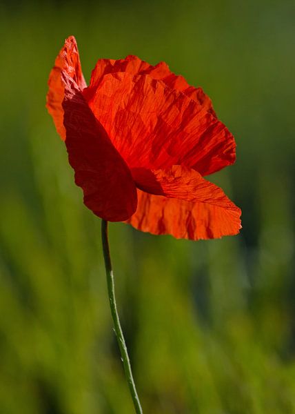 poppy in sunlight by Petra Vastenburg