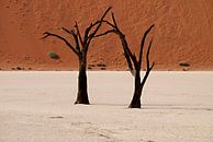 Bomen in Namibië von Roel Boom Miniaturansicht