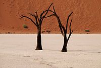 Bomen in Namibië
