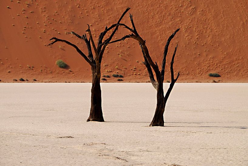 Bomen in Namibië von Roel Boom