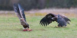 Intentions malveillantes (Pygargue à tête blanche) sur Harry Eggens
