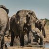 Elefantenherde an einer Wasserstelle im Etosha-Nationalpark von lousfoto