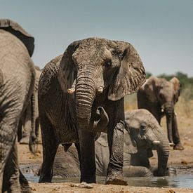 Elephant herd at waterhole in Etosha National Park by lousfoto