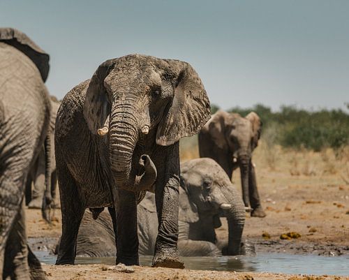 Elefantenherde an einer Wasserstelle im Etosha-Nationalpark
