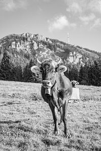 Douce vache de l'Allgäu avec vue sur le Grünten (noir et blanc)