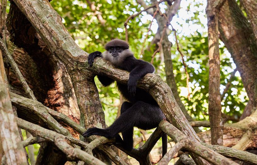 Singe dans la mangrove de Bentota par Dilani Butink