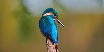 Martin-pêcheur - Bleu sur jaune