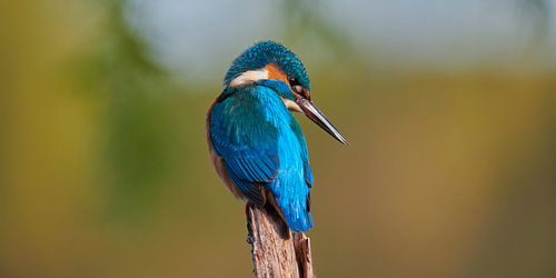 IJsvogel - Blauw op geel