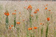 Lys de seigle dans une réserve de fleurs des champs à Govelin, Wendland, Basse-Saxe, Allemagne. par Martin Stevens Aperçu