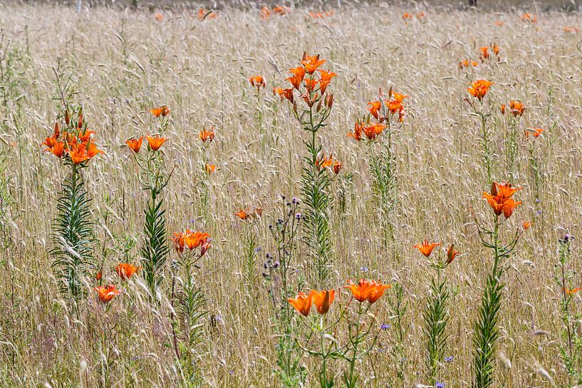 Lys de seigle dans une réserve de fleurs des champs à Govelin, Wendland, Basse-Saxe, Allemagne. par Martin Stevens