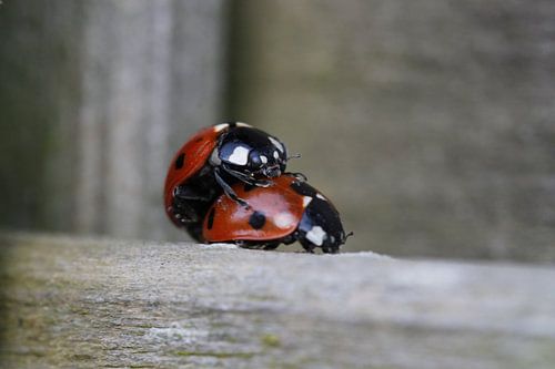 Liefheersbeestjes vieren de lente