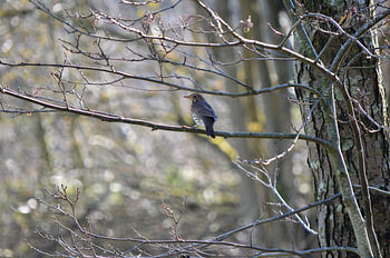 Singdrossel auf einem Ast im Wald