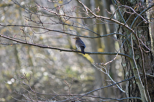 Singdrossel auf einem Ast im Wald