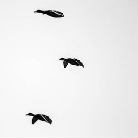 Flying ducks van Charelle Roeda