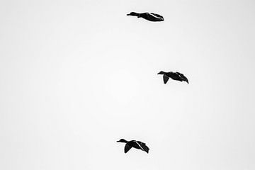 Flying ducks van Charelle Roeda