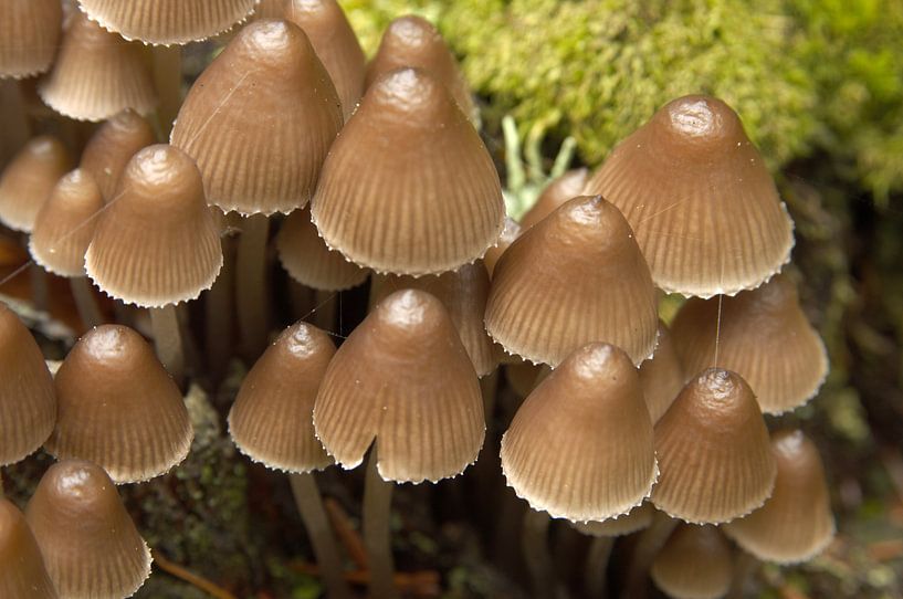 Mushrooms by Paul van Gaalen, natuurfotograaf