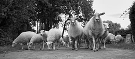 Wool March in Lijn von Ruud Verhoosel
