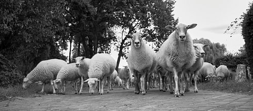 Wool March in Lijn