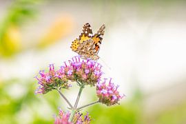 Macro of a painter lady butterfly by ManfredFotos