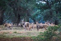 Wild Antilopas