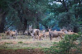 Wilde Antilopas von Wild Love Expedition