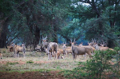 Wilde Antilopas