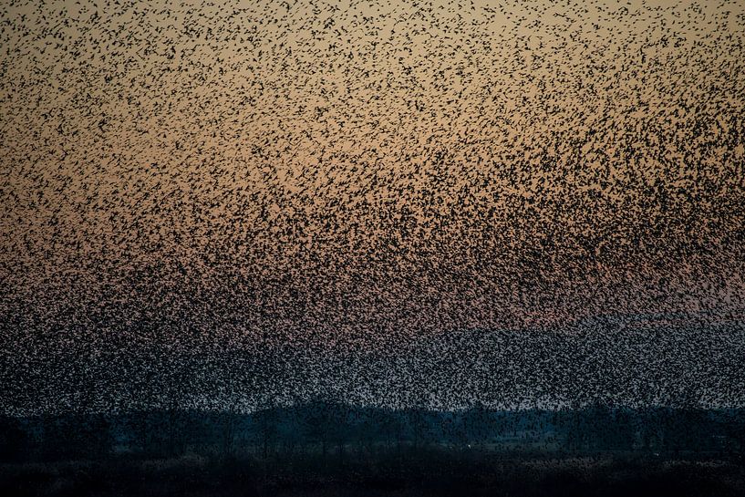 Starling Dance by Harry Punter