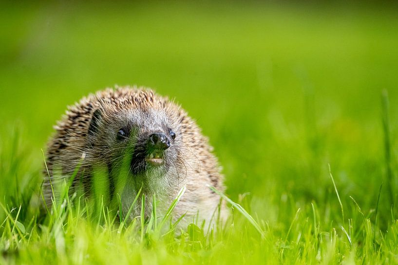 Hedgehog in the orchard - 1 by Bart van den Dikkenberg