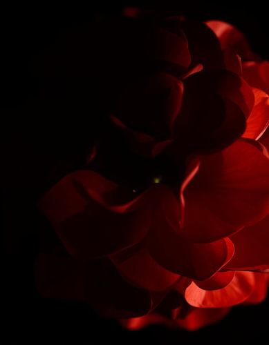 « Ember Hydrangea VIII »