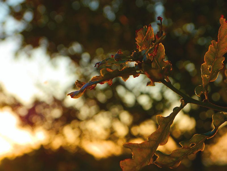 eik up close by Marloes Vissers-Schurman