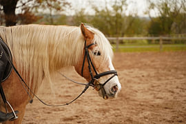 Photoshooting with light brown Haflinger with beige mane