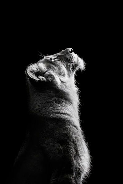 Lion dans le noir par Poster Art Shop