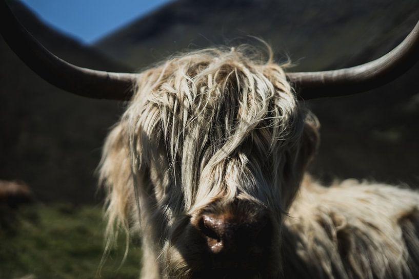 Portret van een Schotse Hooglander van Niels Eric Fotografie