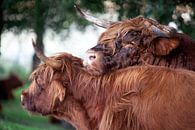 Schotse hooglander stier flirtend met een koe van Peter de Kievith Fotografie thumbnail