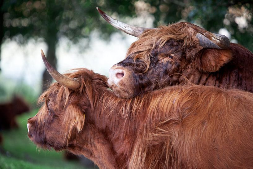 Schotse hooglander stier flirtend met een koe van Peter de Kievith Fotografie