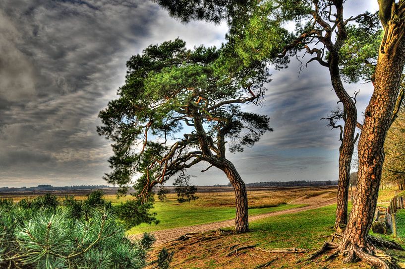 Ginkelse heide by Michel Molenaar