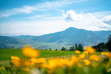 Blumenwiese am Mittagberg mit Blick auf den Grünten von Leo Schindzielorz